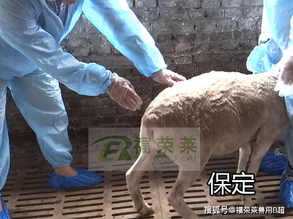 羊用b超直肠检测母羊怀孕的方法