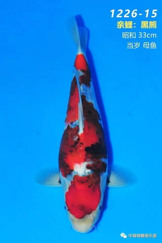 f5bb3317039e48f0be7e4d1d419940d3.jpeg