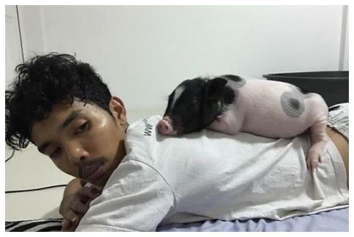 泰國男子養了一隻寵物豬，每天抱著睡覺，沒想到一年後變化太大 寵物 第1張