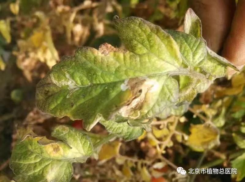 番茄灰叶斑病的防治技术