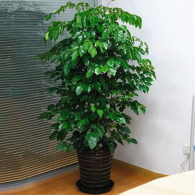 树是植物吗 07372a23f8bc4283951bab01d33d9efc.jpeg