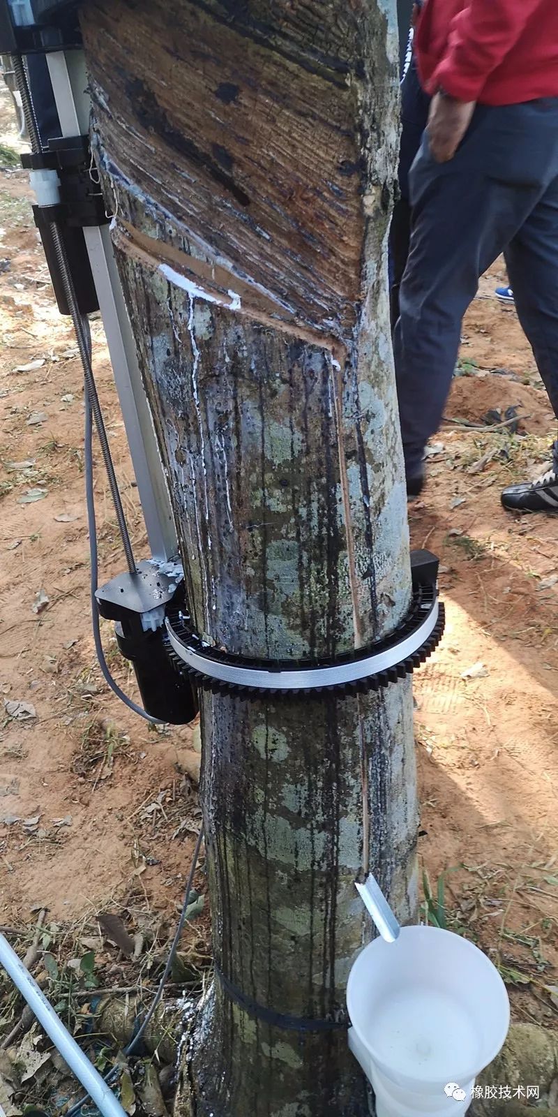 橡胶树适合在气候温暖的海南,西双版纳等少数地区生长  电动割胶刀