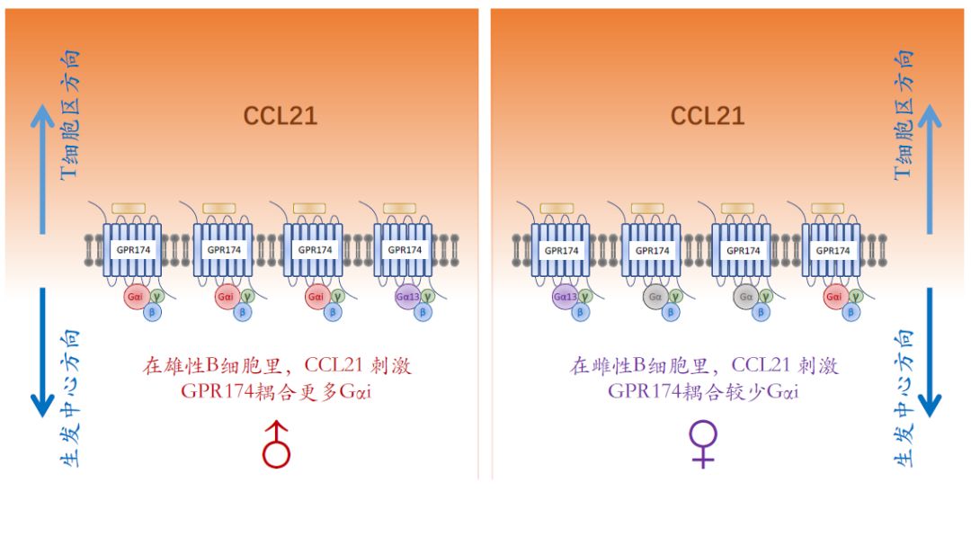 G蛋白可使GDP活化为GTP_细胞生物学的介绍