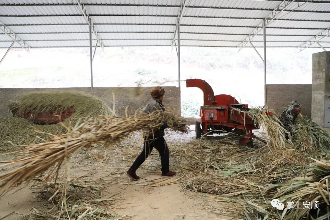 饲草加工车间内正在加工草料