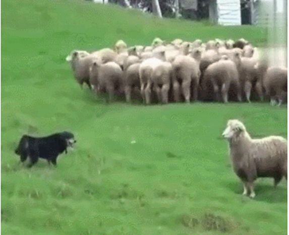 牧羊犬幫主人趕羊，其中一只想挑釁它，狗子一怒之下教它做羊 寵物 第4張