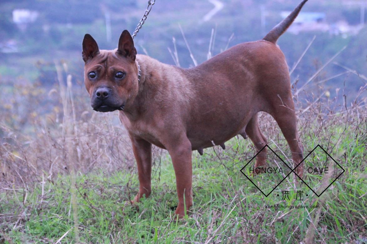 川东猎犬繁育总部