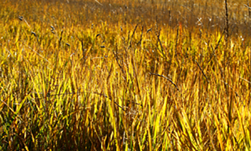 2020南充联考排名_今起报名!南充市属学校2020年下半年公开考试招聘教师