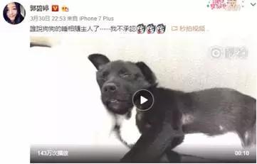 為土狗發聲，盤點那些一怒之下被領養土狗，今逆襲成狗生贏家 寵物 第9張