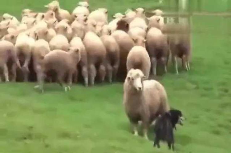牧羊犬幫主人趕羊，其中一只想挑釁它，狗子一怒之下教它做羊 寵物 第1張