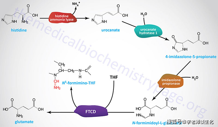 组氨酸被组氨酸氨基裂解酶(histidine ammonia-lyase,hal)催化,脱去