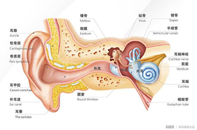 生物知识点记忆口诀思维导图