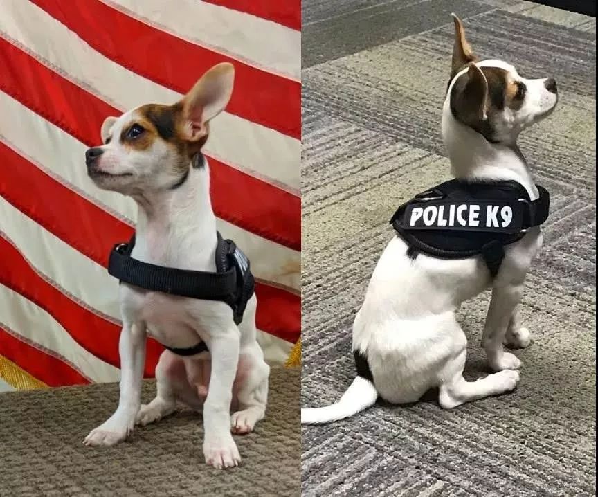 智商排名第一的狗_狗智商排名