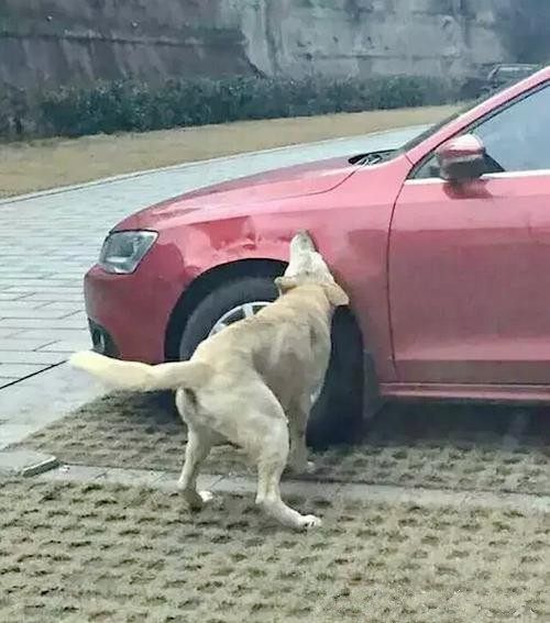 流浪狗占著車位，男子將狗狗踢走，接下來的一幕讓他腸子悔青！ 寵物 第3張