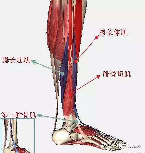 【康复课堂】小腿与足踝的肌骨&生物力学知识分享_胫骨