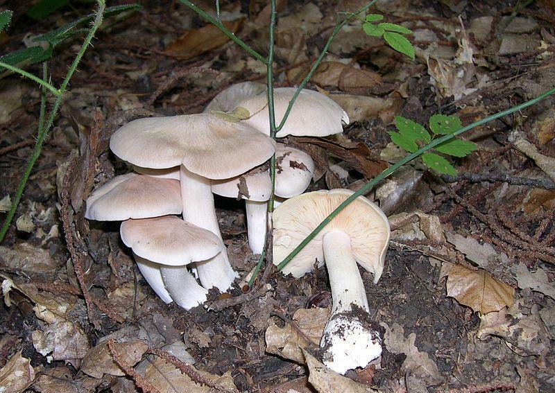 31种致命蘑菇清单 多认一种就少一分危险!