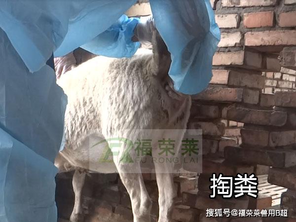 羊用b超直肠检测母羊掏粪原因
