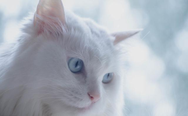 白猫玉眼,黑猫玄眼,田园猫名贵起来,让人望尘莫及