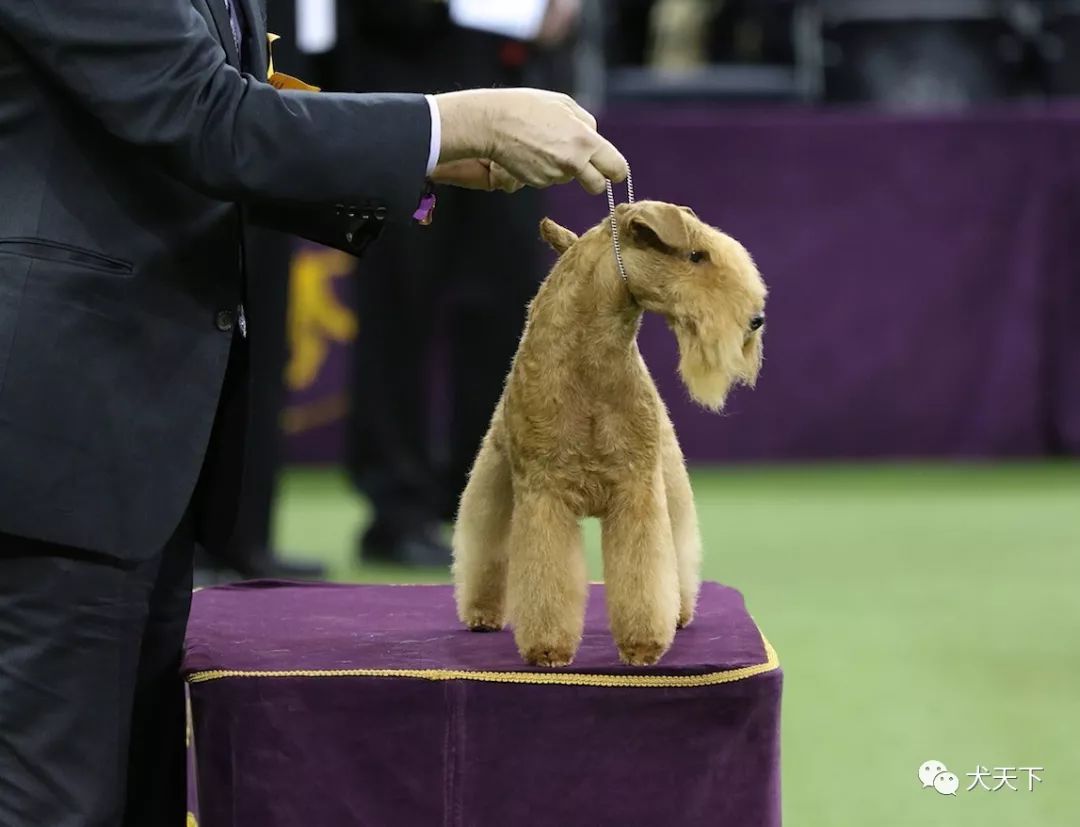 预告拭目以待距世界第一犬赛拉开大幕不足俩月2020年西敏寺犬展