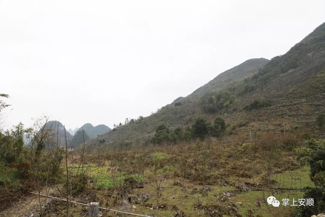 产兴业旺民奔富关岭自治县花江镇前锋村产业振兴促进脱贫攻坚侧记