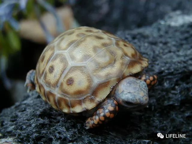 乌龟怎么繁殖下一代 7ddec86afde946b99c9bf1c87a52c4d5.jpeg