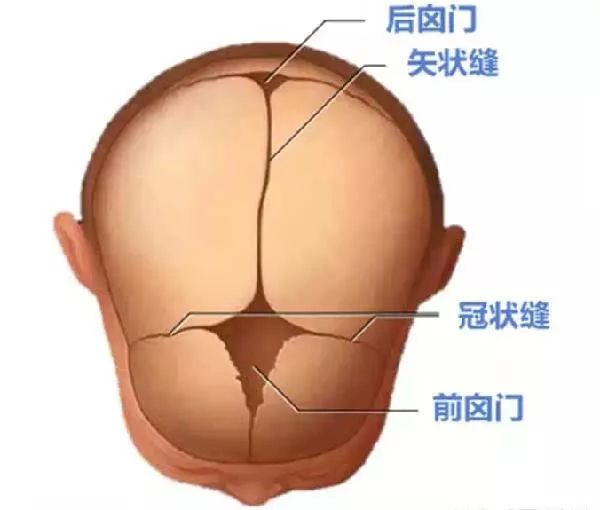 婴儿头左右两侧骨头突出图片 838f4ed59c704e4d81e9799b6dfbc137.jpeg