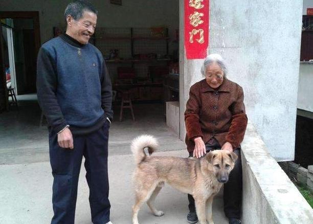 在農村，家養土狗身上有「3大謎」，老人說的神乎其乎，你見過嗎 寵物 第3張