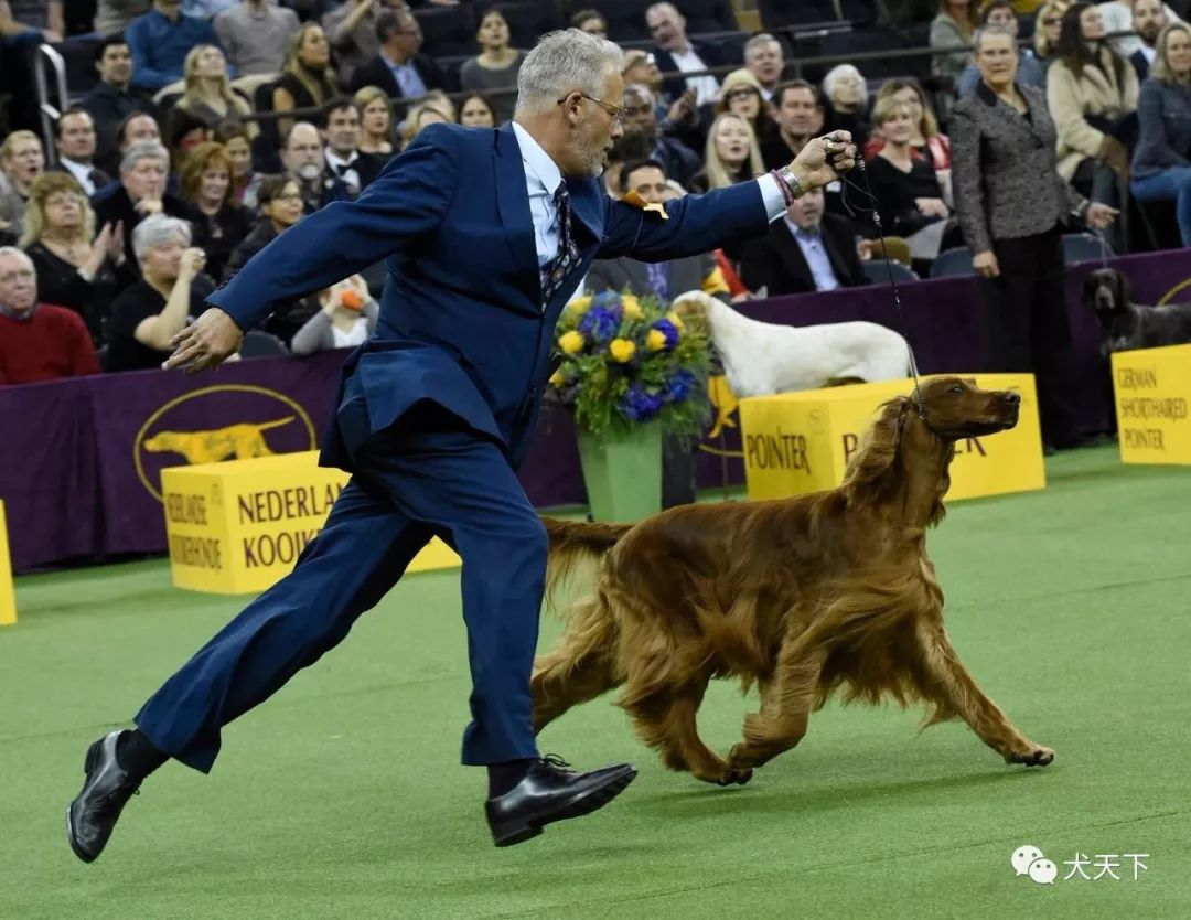 预告拭目以待距世界第一犬赛拉开大幕不足俩月2020年西敏寺犬展