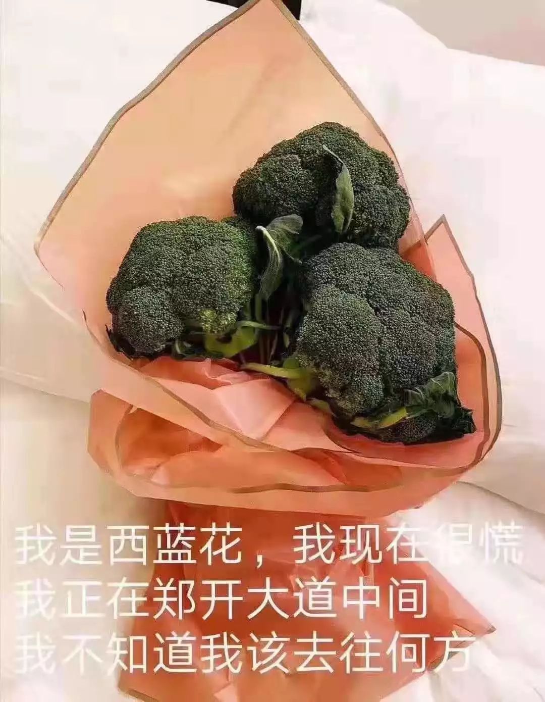 支付宝宣布:河南大学赢了-识物网 - 15NEWS.CN