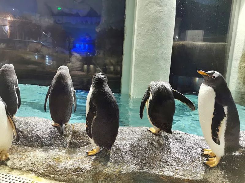 企鹅 将在浩海立方海洋馆 在此 非常感谢长期以来 关心和指导 海滨城