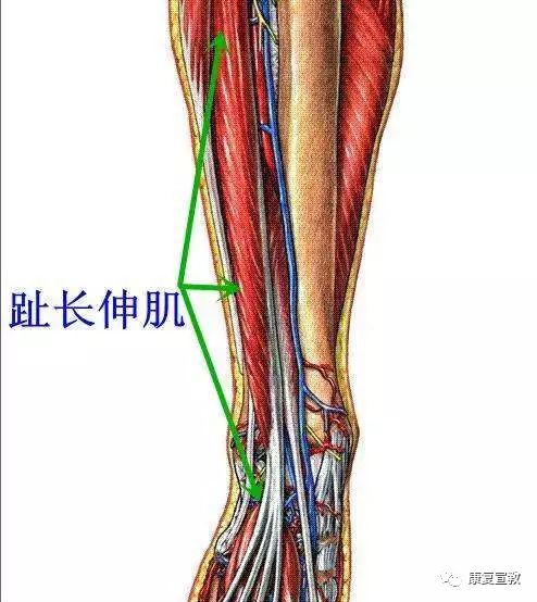 趾长伸肌较为浅表,外邻腓骨肌,内接胫骨前肌.