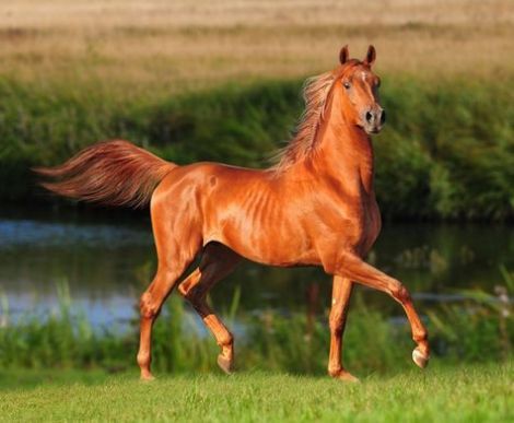 壁纸 动物 马 骑马 470_387