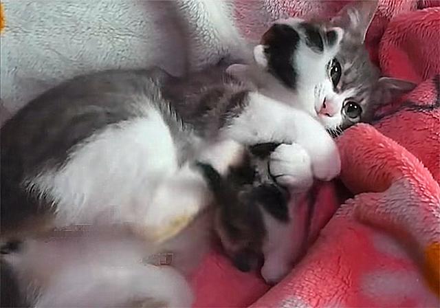 怎么看小猫有没有必要拔牙 a6d5521042164b509ff284c37880b300.jpeg