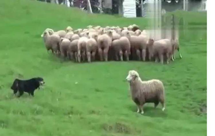 牧羊犬幫主人趕羊，其中一只想挑釁它，狗子一怒之下教它做羊 寵物 第2張