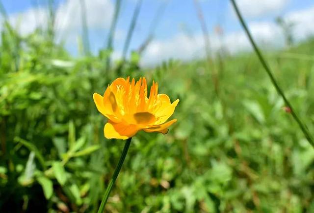 苔花如米小也学牡丹开是什么诗 b5d92cecd6ab489c8b73bde2ff2a0735.jpeg