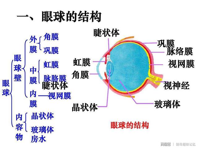 11 《眼球的构造》口诀神经传导声刺激,声音产生在大脑.