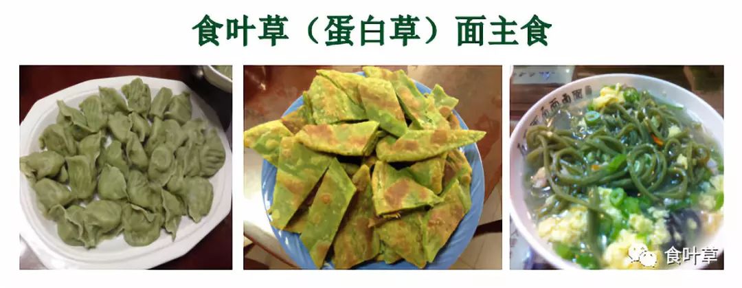 食叶草(蛋白草)掀起食草革命--您吃食叶草了吗?