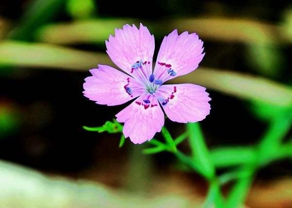 苔花如米小也学牡丹开表达的意思 c30352c2f05846df8975e12d93b08f27.jpeg