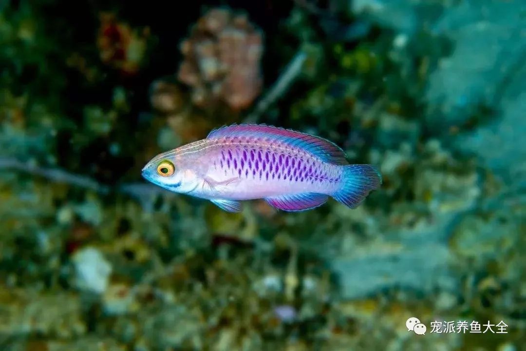 每日一鱼 | 瓦坎达鱼,有着闪闪发光的紫色鳞片