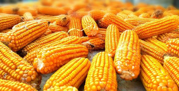 进口美国玉米价格 c5c9fa9c421a45788e3d5fe3b2e04a9c.jpeg