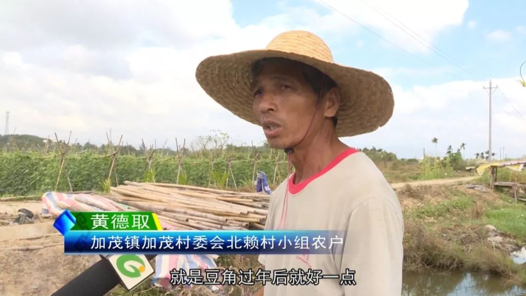 加茂北赖村:农户加强田间管理 有序推进冬种生产