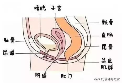 产后漏尿别尴尬，一招搞定全靠它
