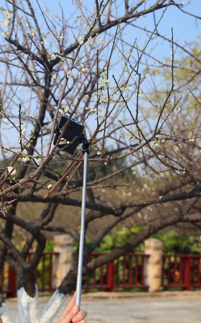 第十二届萝岗香雪文化旅游节开幕 赏花贴士看这里 梅花