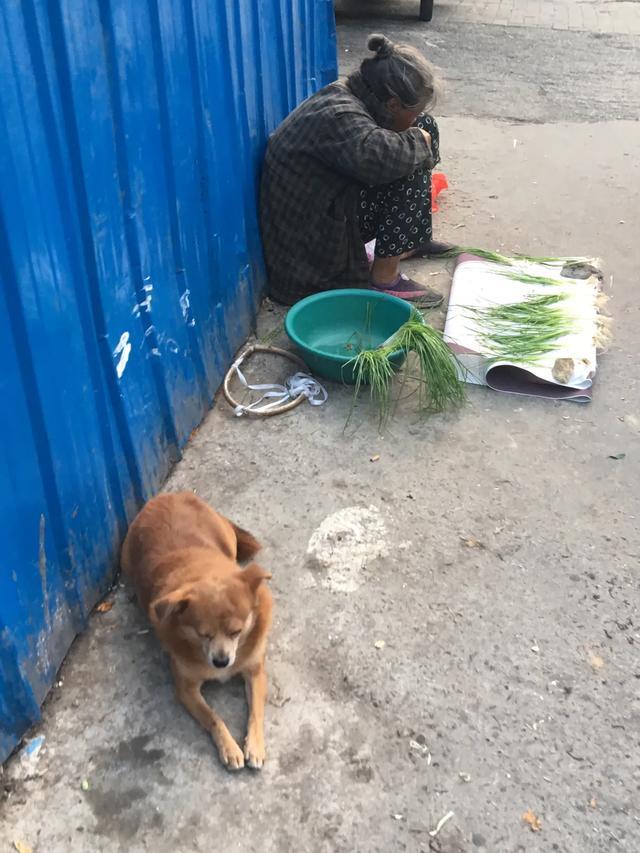 忠誠的小土狗，陪著老奶奶賣小蔥，如果你看見了，會買把小蔥嗎？ 寵物 第1張