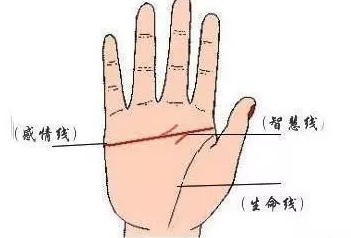 人口断掌比例_断掌图片