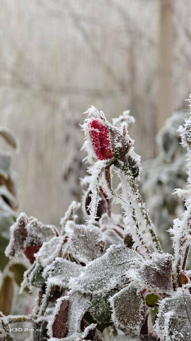 vivo X30 Pro的拍照功能有多强大？让网友的实拍样张告诉你