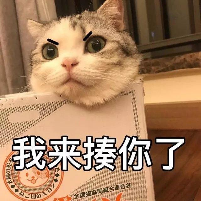 猫咪表情包合集|我不是,我没有,你瞎说