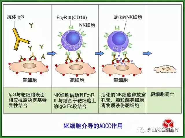 活化后的初始cd4 t细胞为辅助t细胞(th)和初始cd8 t细胞分化的效应