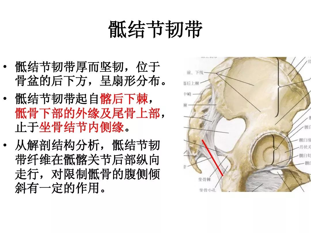 解剖-骶髂关节