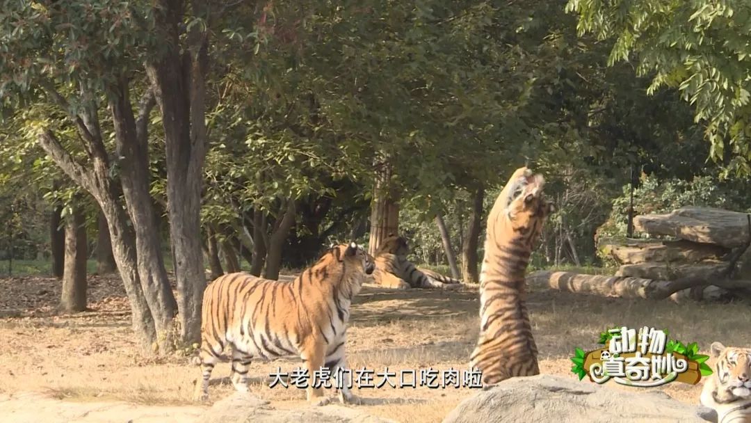 动物真奇妙咦老虎怎么也吃素了