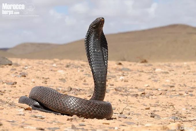 非洲毒王埃及眼镜蛇